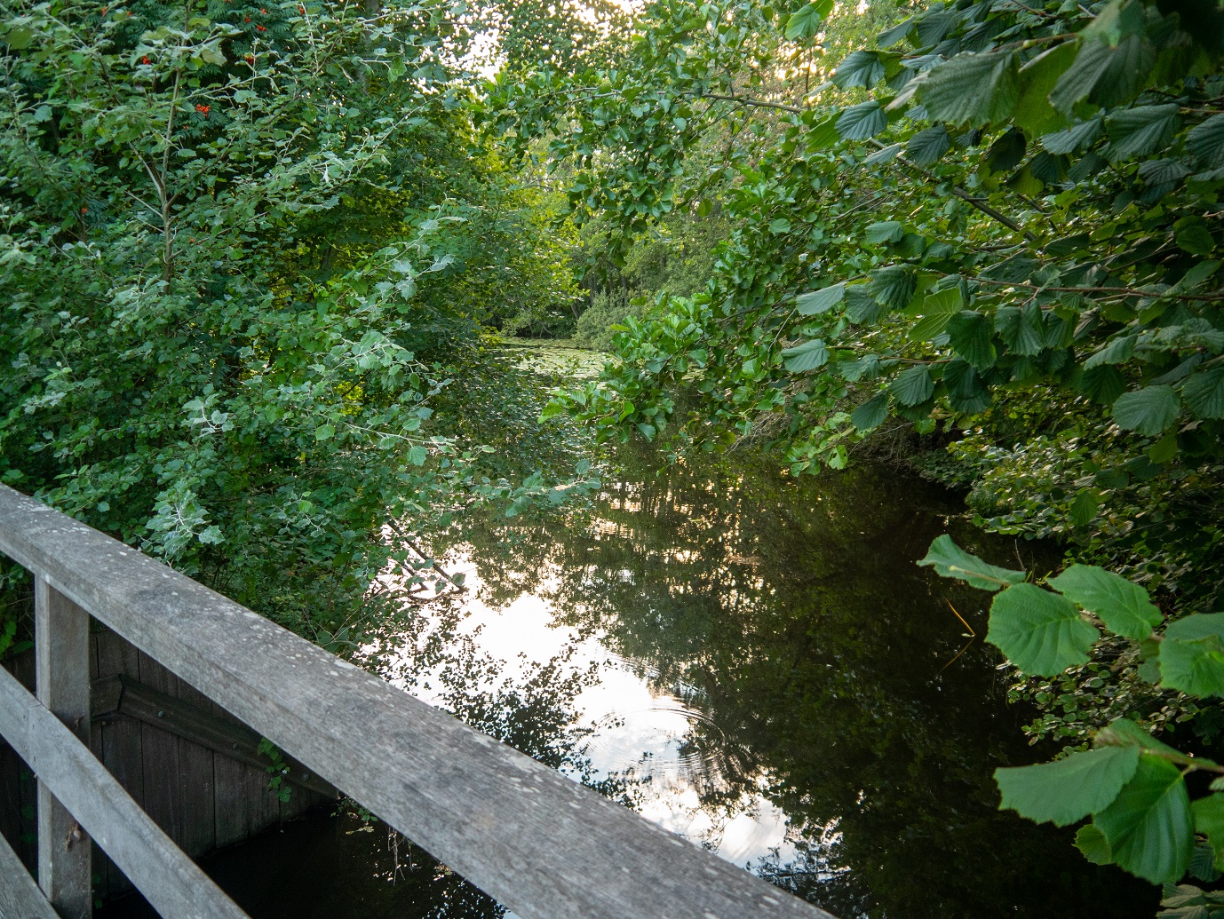 Maarsseveen Rondje Grote Plas 24-08-2022-12