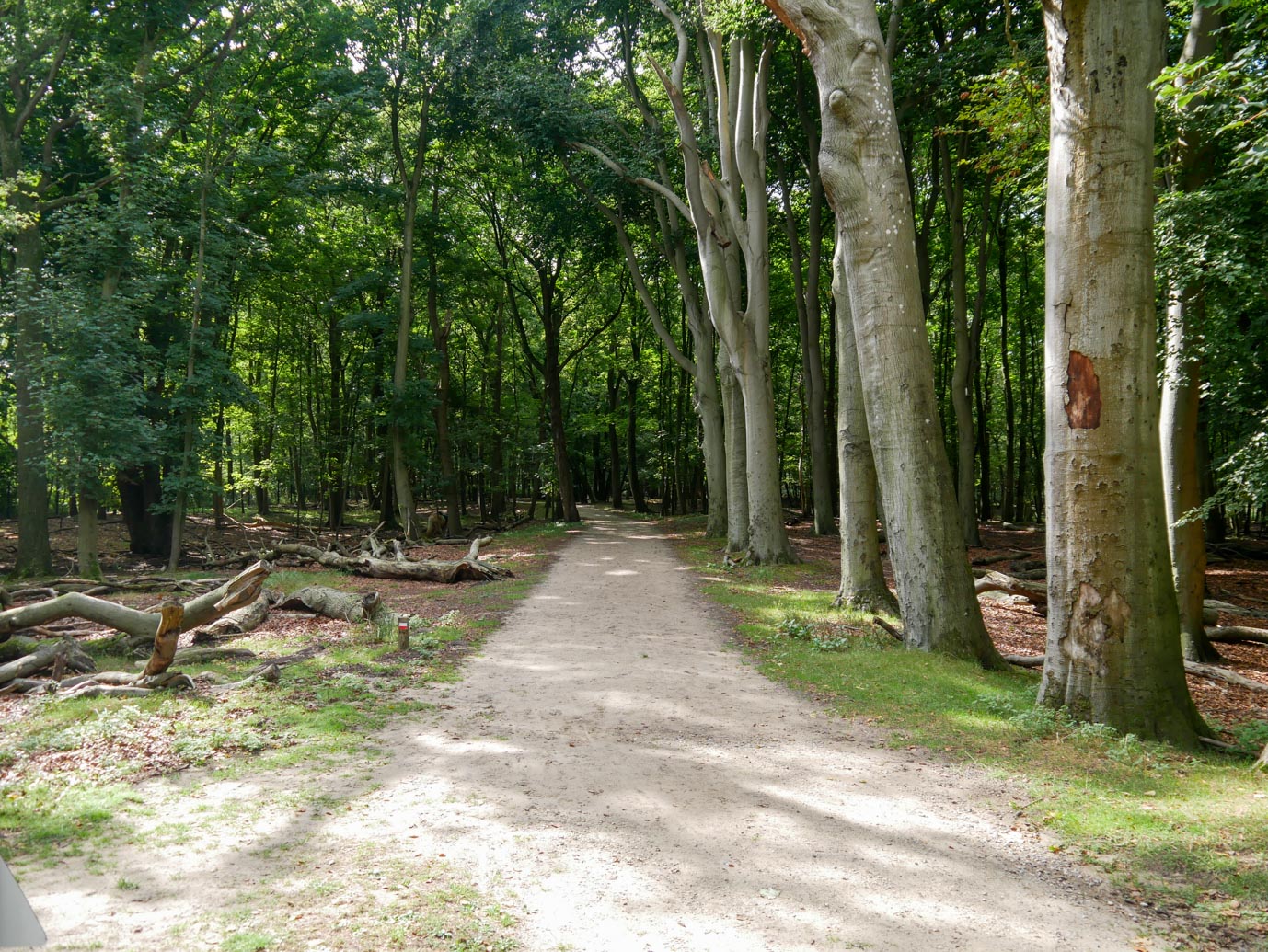 Vogelenzang_Amsterdamse_Waterleidingduinen_11-09-2022-05