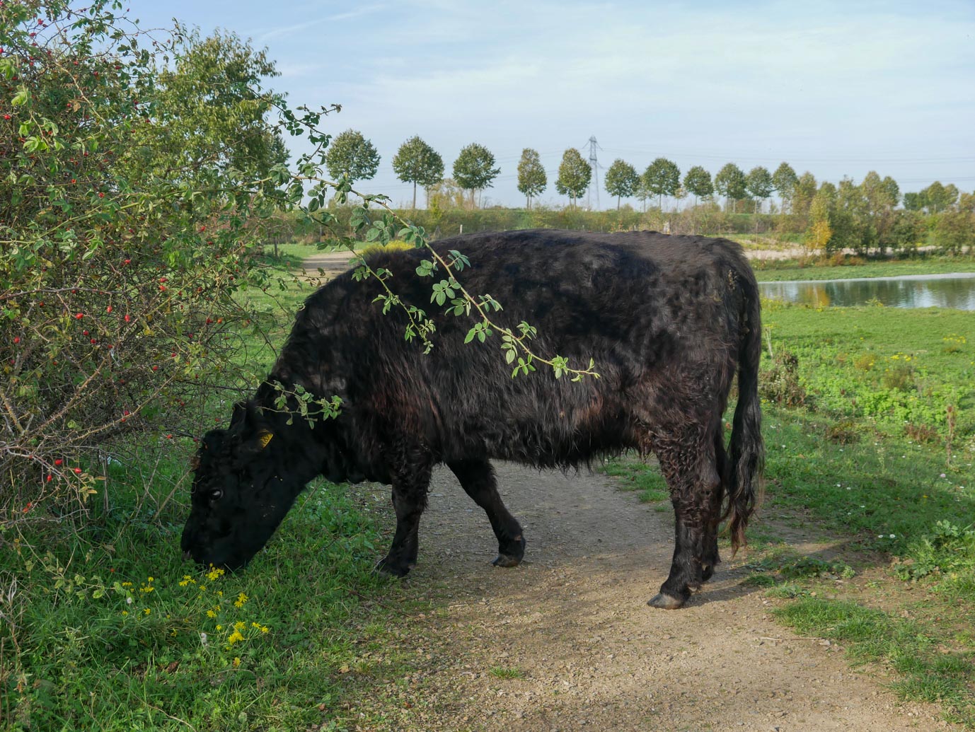 Stevensweert_Wandelpad_langs_de_Molenplas_29-10-2022-18
