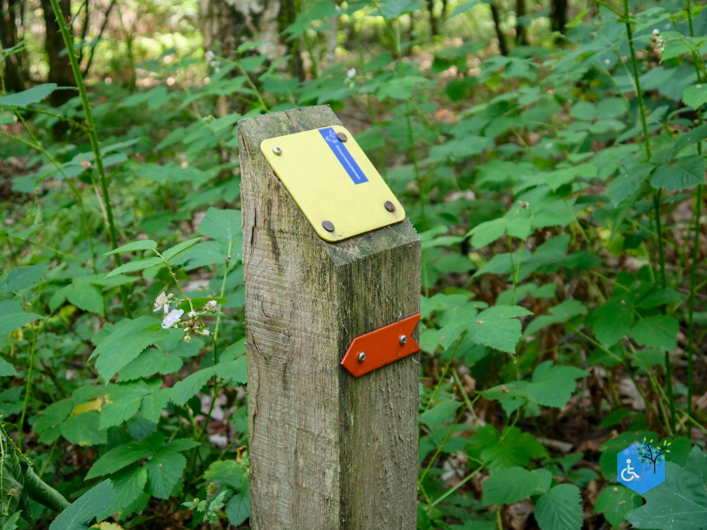 Oisterwijk_Wandelroute_Groot_Speijck_23-06-2023-02