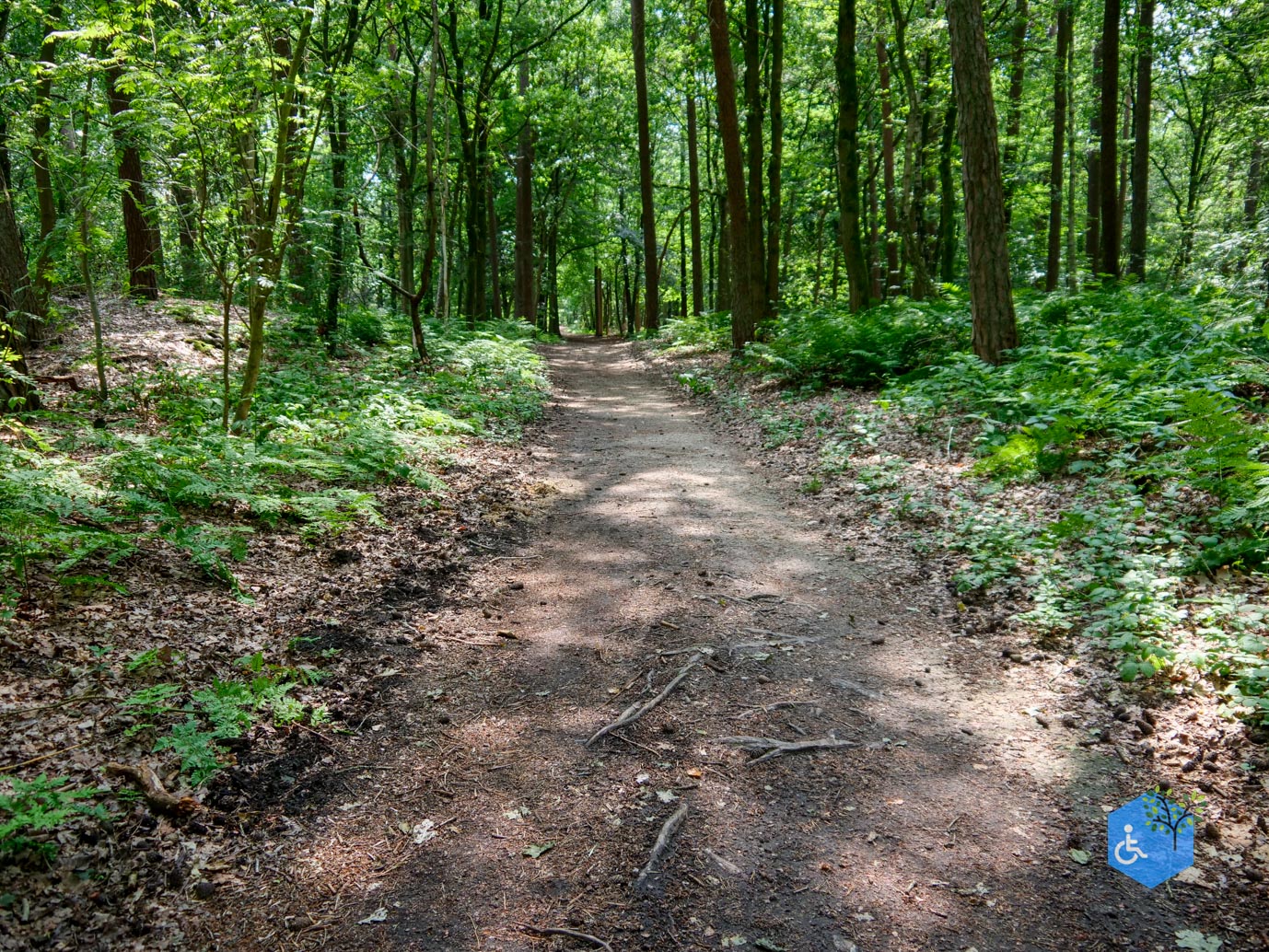 Oisterwijk_Wandelroute_Groot_Speijck_23-06-2023-21