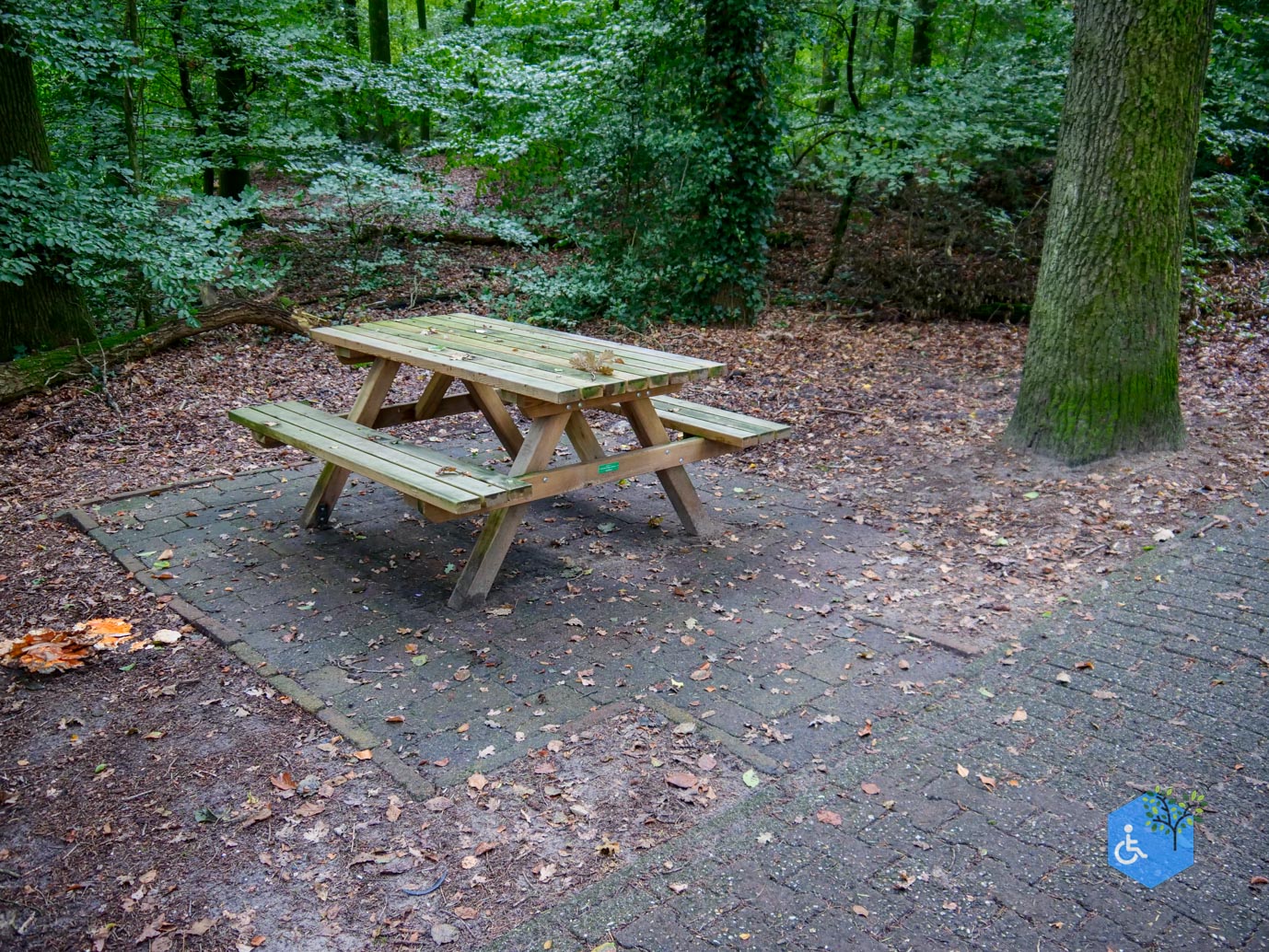 Appelscha_Bosbergpad_18-09-2023-37
