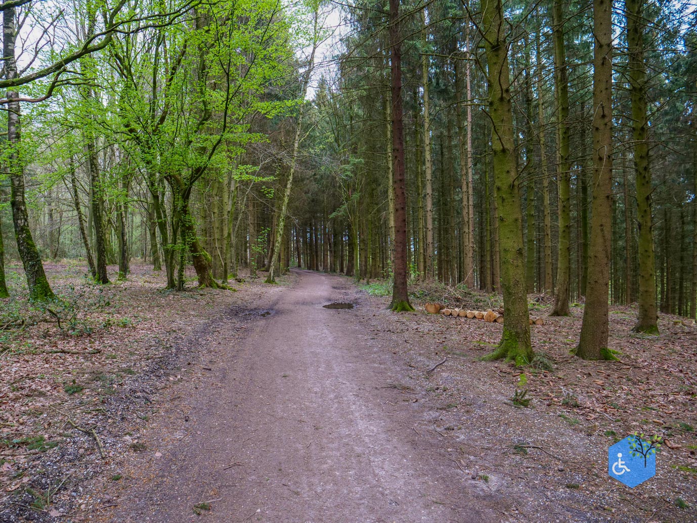 Vijlen_Wandelroute_Malensbos_07-04-2024-08