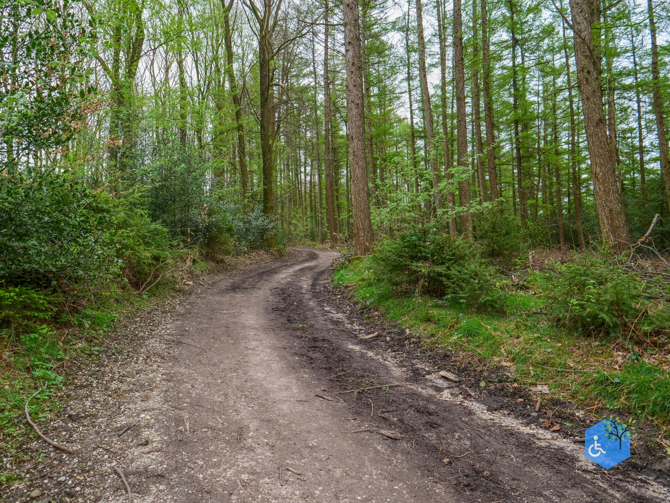 Vijlen_Wandelroute_Malensbos_07-04-2024-11