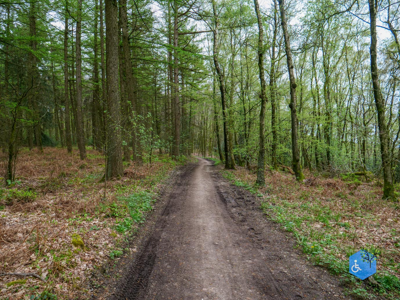 Vijlen_Wandelroute_Malensbos_07-04-2024-12