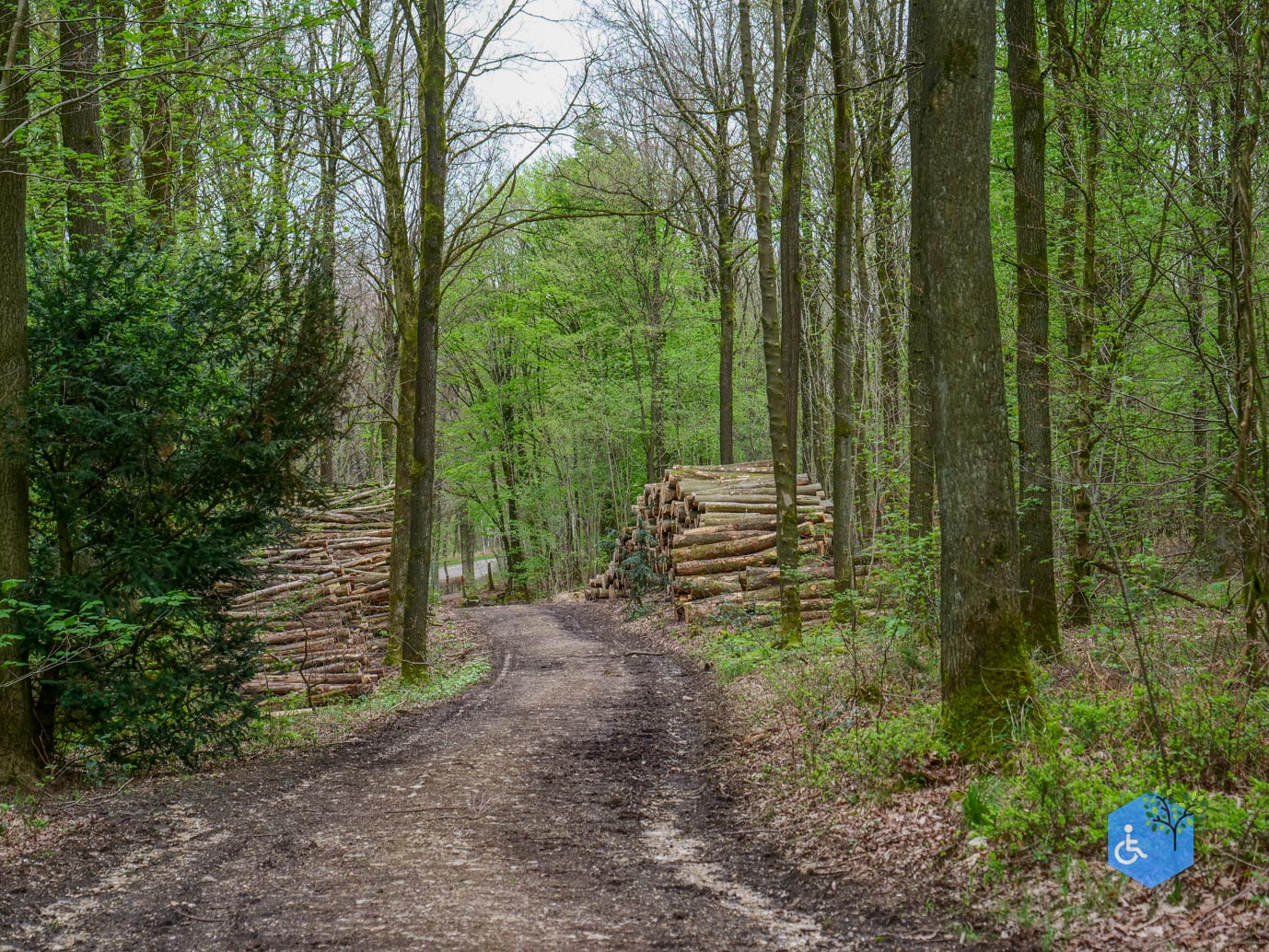 Vijlen_Wandelroute_Malensbos_07-04-2024-16