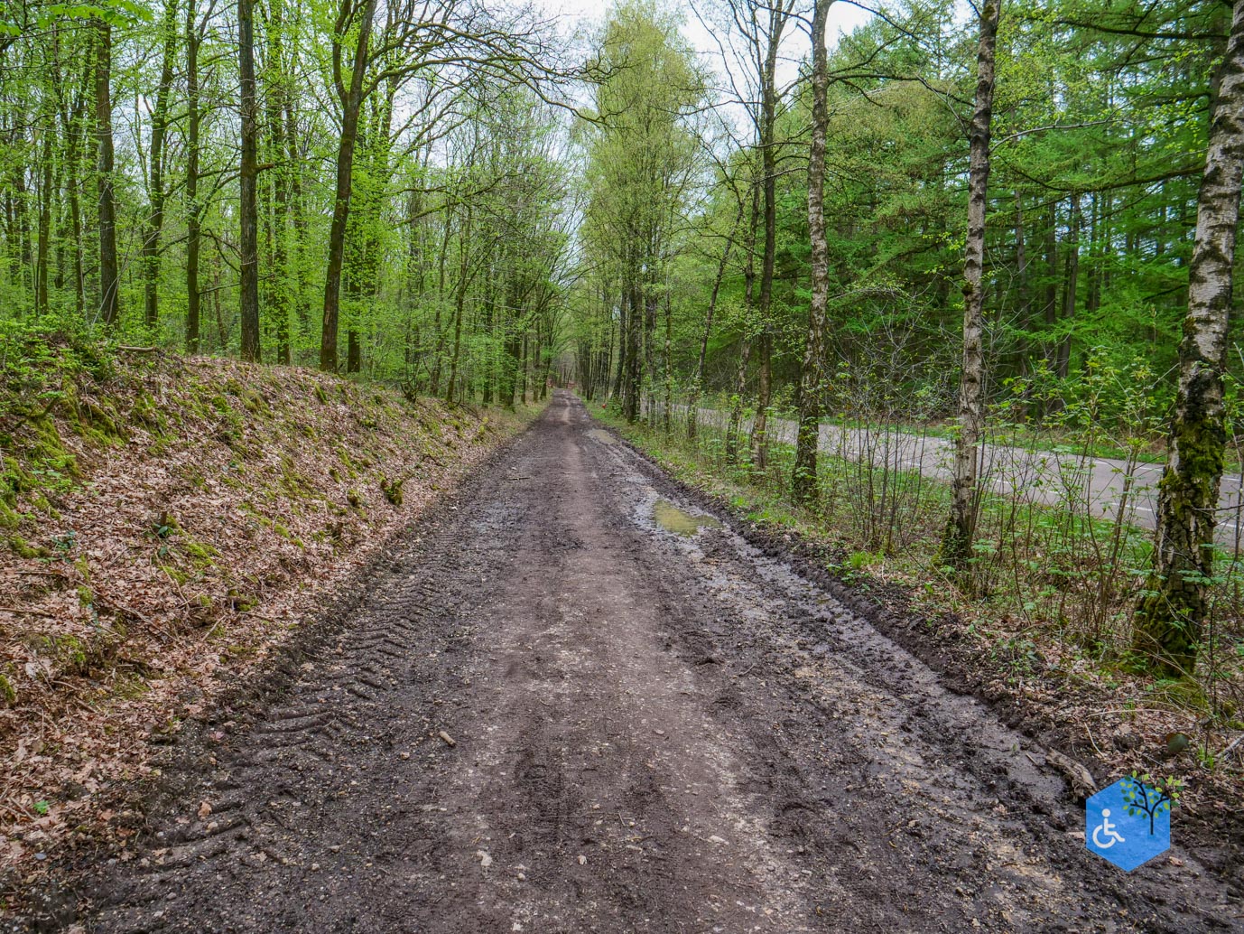 Vijlen_Wandelroute_Malensbos_07-04-2024-36