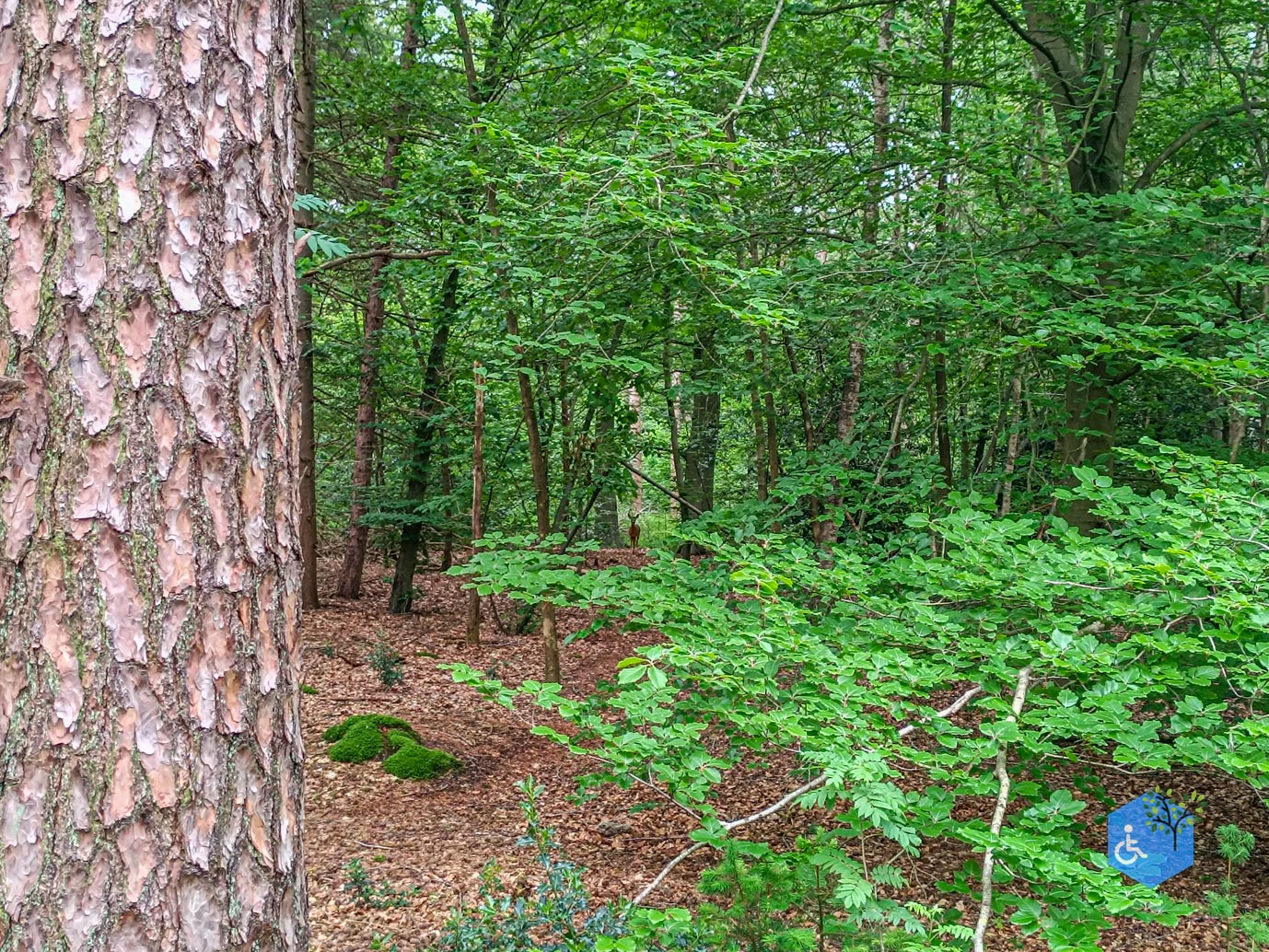 Zeist_Parkbos_Molenbosch_16-05-2024-10