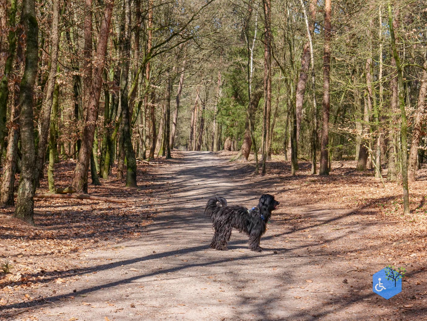Harskamp_familiepad_en_hondenlosloopgebied_05-04-2025-08