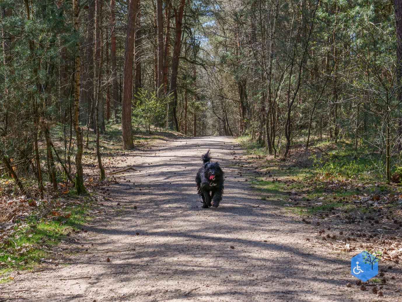 Harskamp_familiepad_en_hondenlosloopgebied_05-04-2025-12