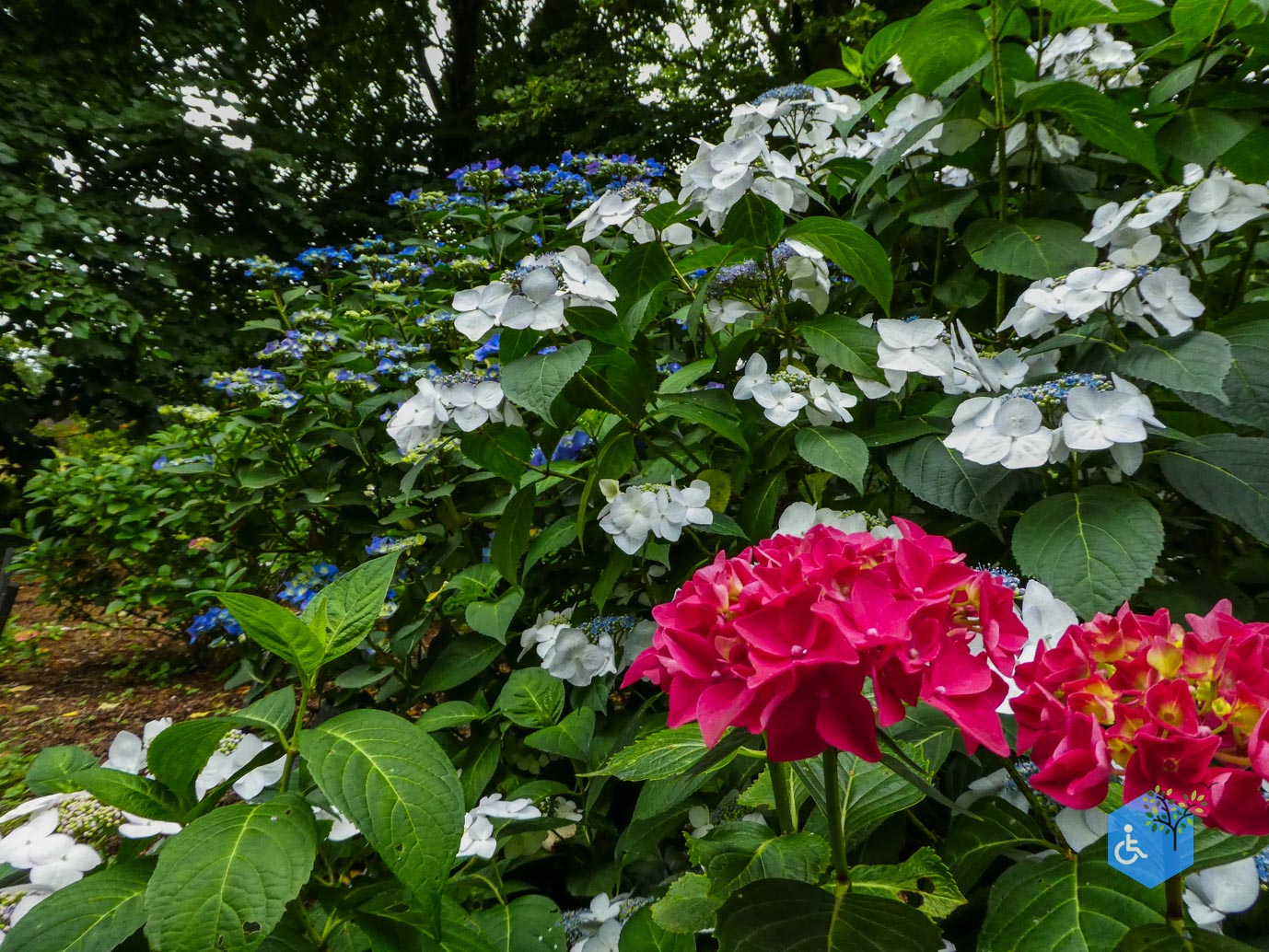 Wageningen_Belmonte_Arboretum_28-06-2025-46