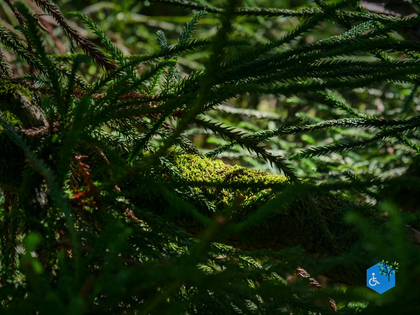 De_Lutte_Arboretum_Poort_Bulten_06-09-2025-37