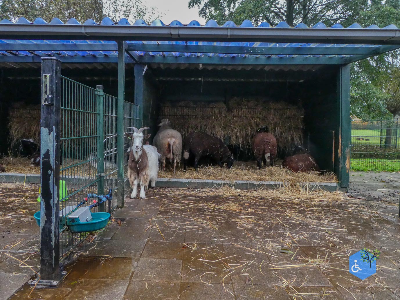 Utrecht_Stadsboerderij_Gagelsteede_14-11-2025-06 Utrecht_Stadsboerderij_Gagelsteede_14-11-2025-06