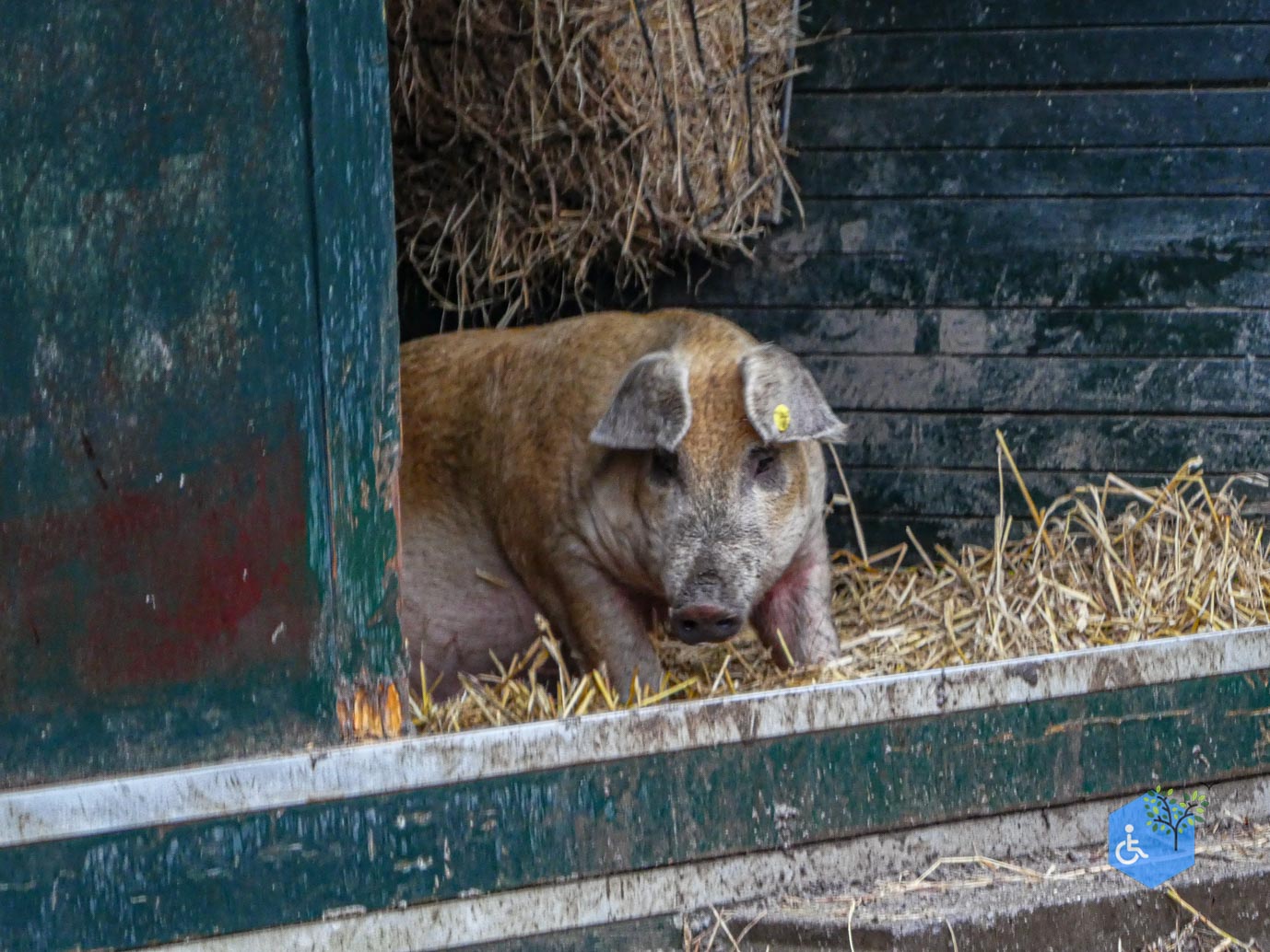 Utrecht_Stadsboerderij_Gagelsteede_14-11-2025-17 Utrecht_Stadsboerderij_Gagelsteede_14-11-2025-17