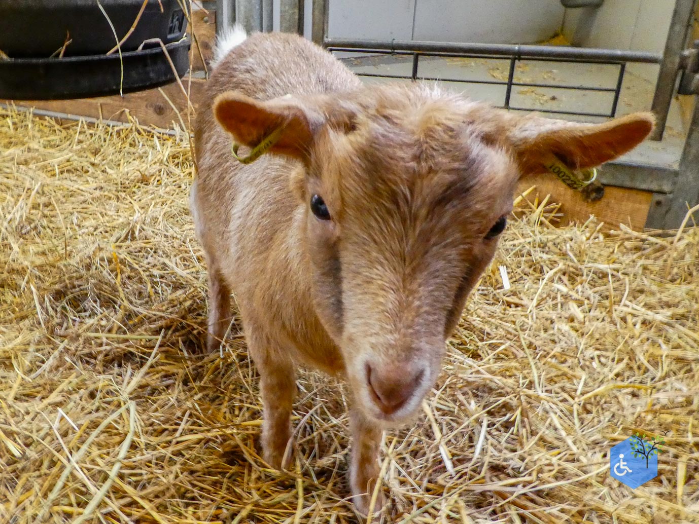 Utrecht_Stadsboerderij_Gagelsteede_14-11-2025-24 Utrecht_Stadsboerderij_Gagelsteede_14-11-2025-24