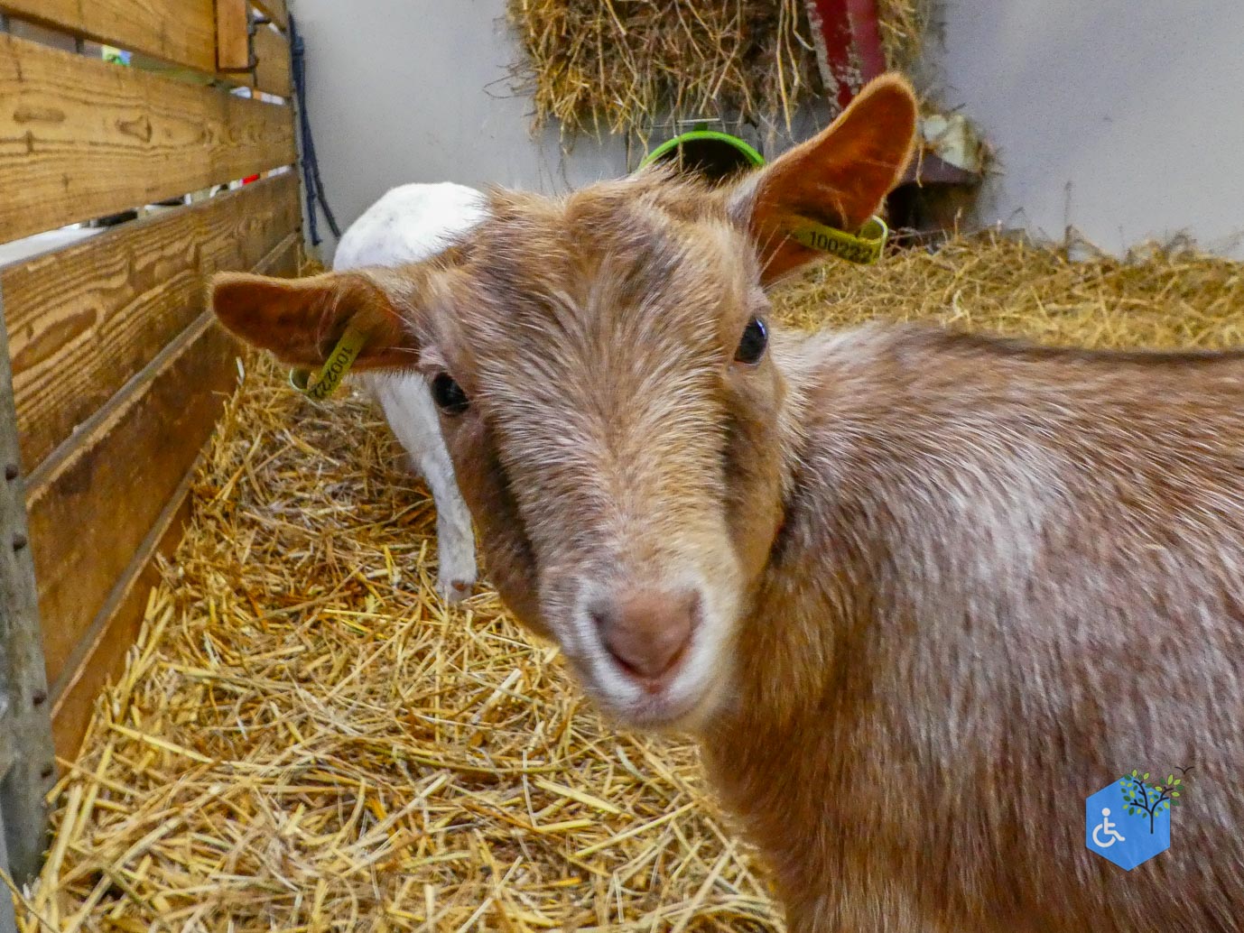 Utrecht_Stadsboerderij_Gagelsteede_14-11-2025-26