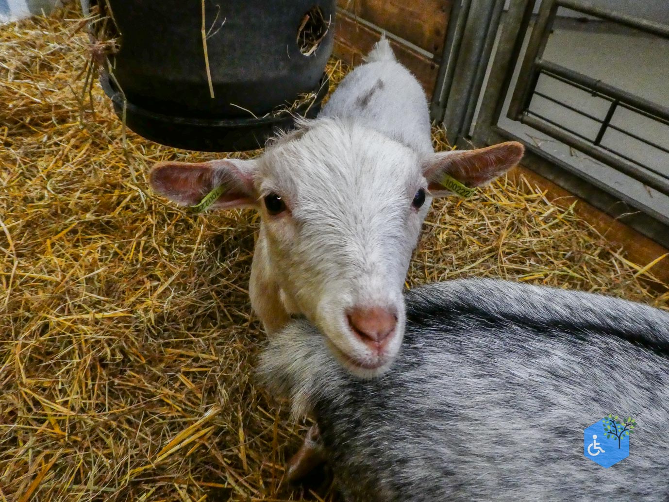 Utrecht_Stadsboerderij_Gagelsteede_14-11-2025-27 Utrecht_Stadsboerderij_Gagelsteede_14-11-2025-27