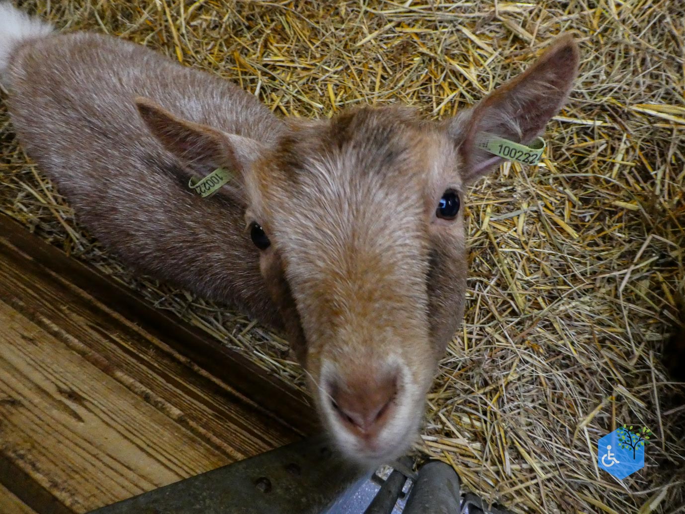 Utrecht_Stadsboerderij_Gagelsteede_14-11-2025-28 Utrecht_Stadsboerderij_Gagelsteede_14-11-2025-28
