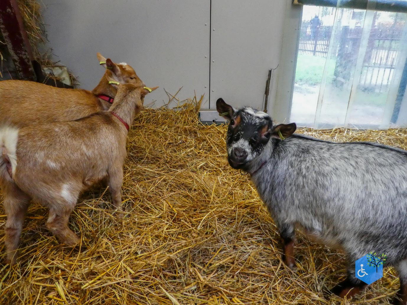 Utrecht_Stadsboerderij_Gagelsteede_14-11-2025-29 Utrecht_Stadsboerderij_Gagelsteede_14-11-2025-29