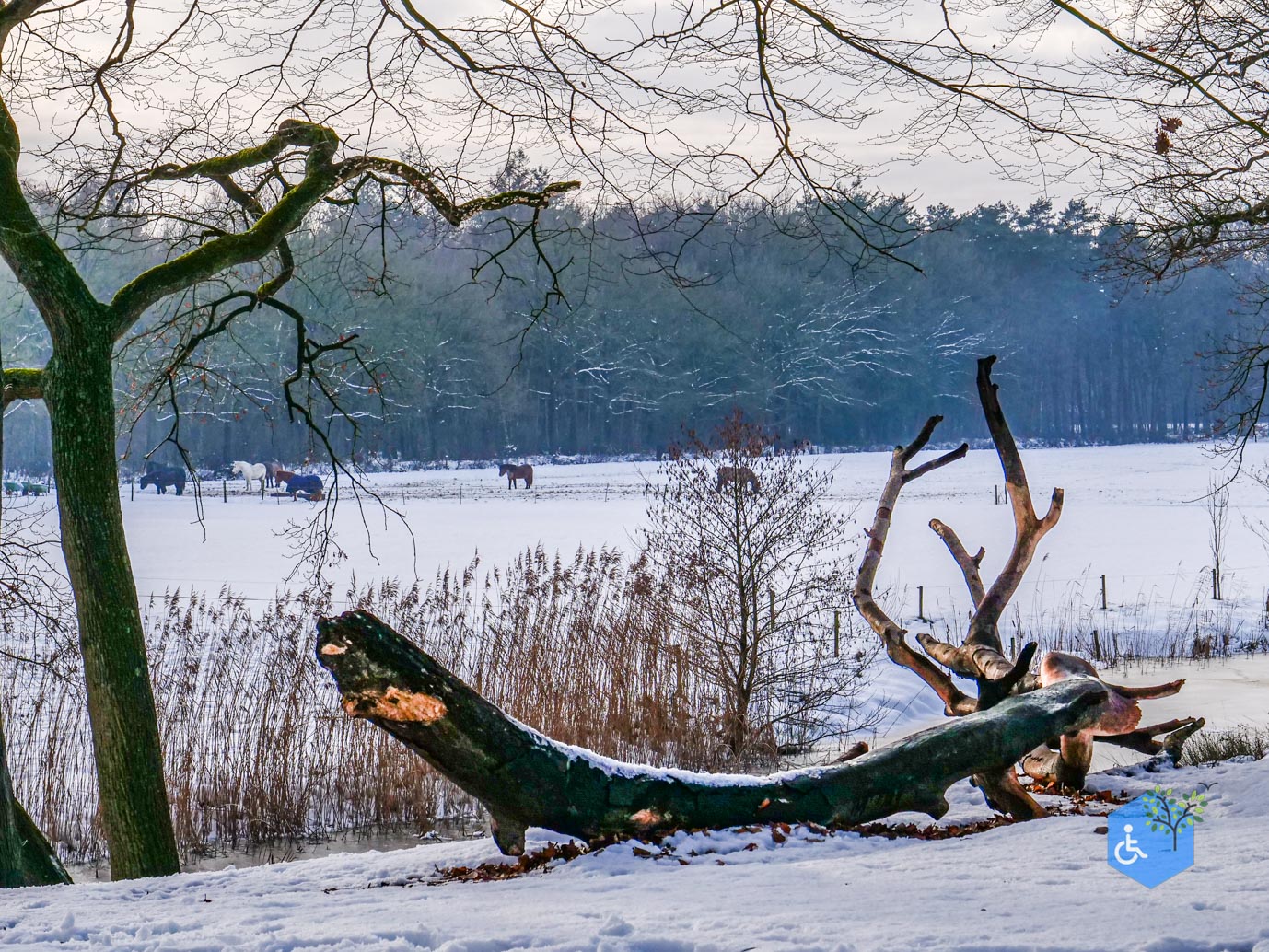 Baarn_Groeneveld_08-01-2025-34