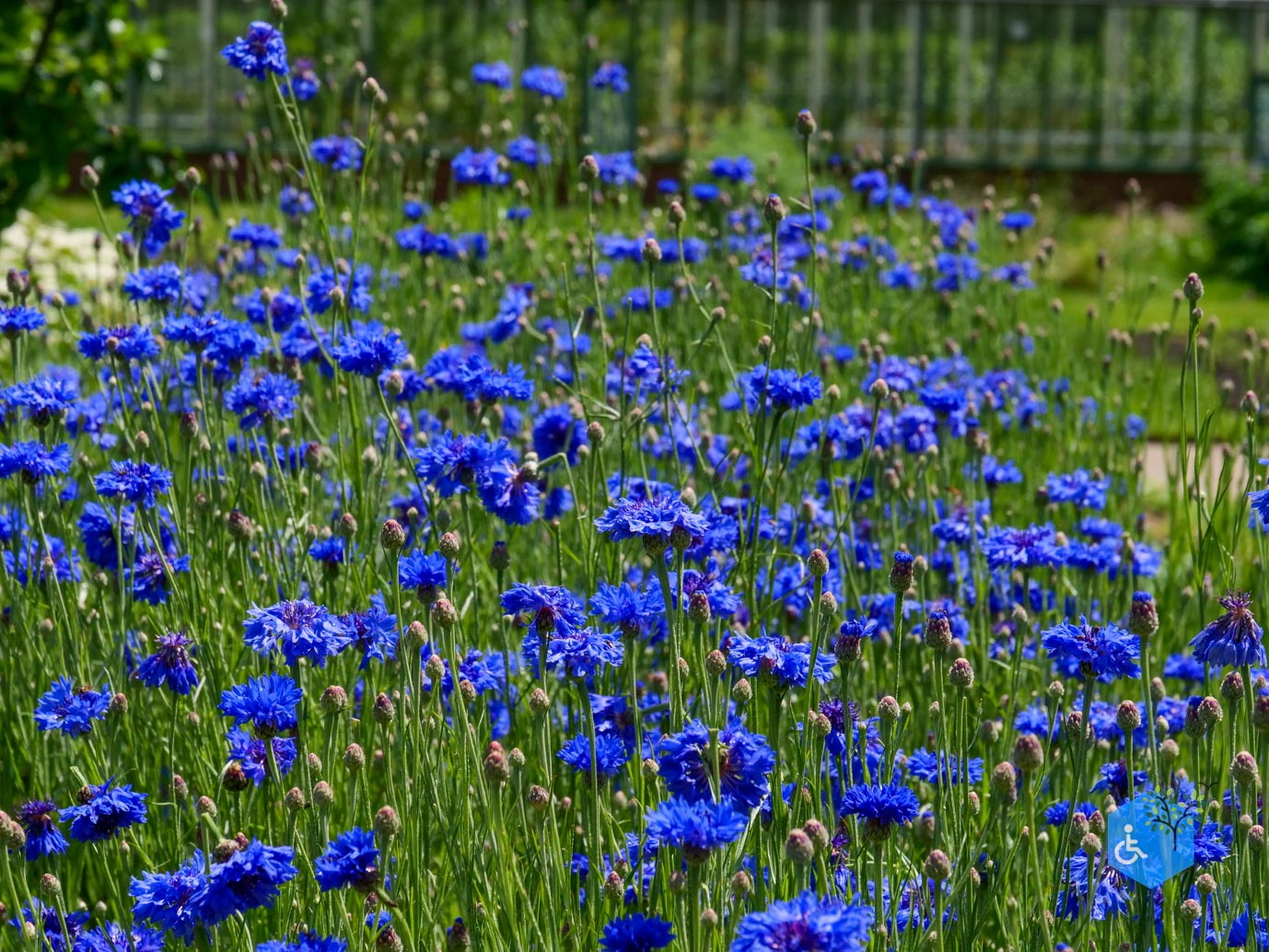 Molenhoek_Landgoedpad_Mookerheide_05-06-2026-7