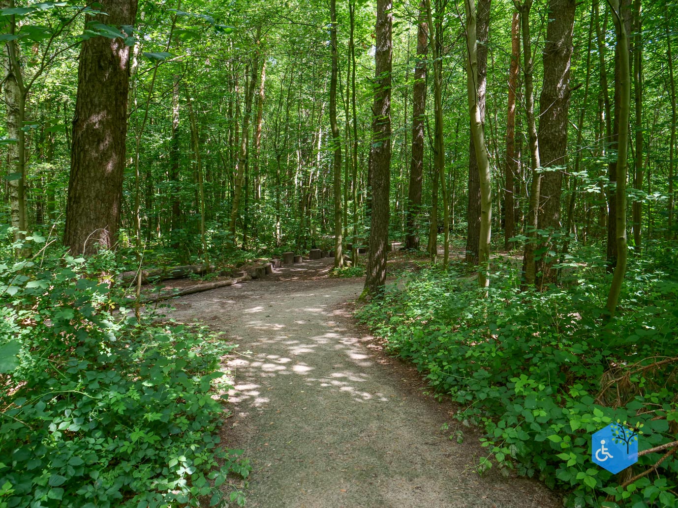 Dronten_Het_Grote_Kabouterbos_03-07-2026-05