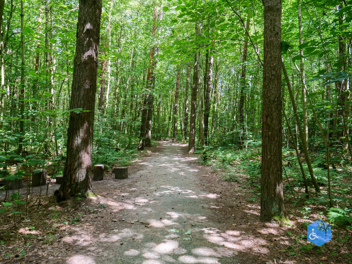 Dronten_Het_Grote_Kabouterbos_03-07-2026-06