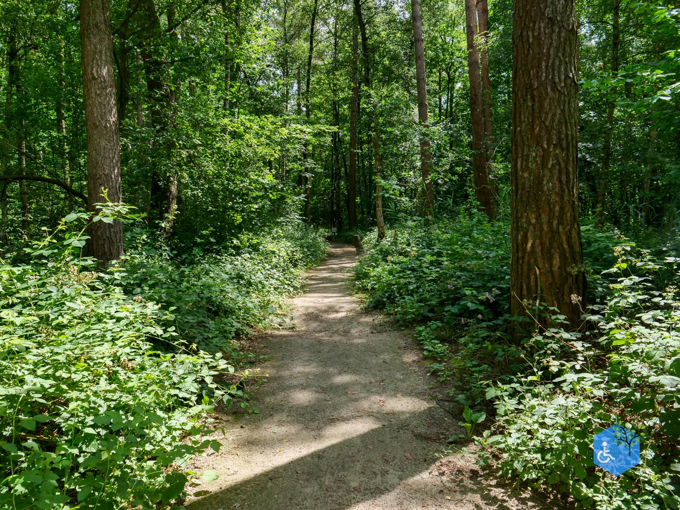 Dronten_Het_Grote_Kabouterbos_03-07-2026-14