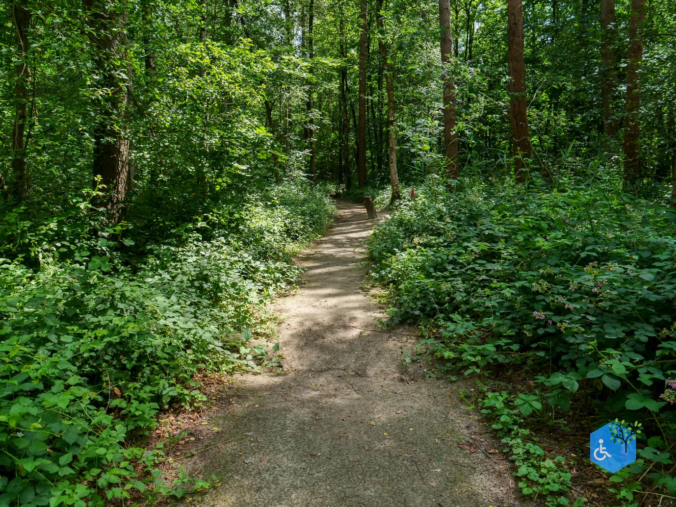 Dronten_Het_Grote_Kabouterbos_03-07-2026-15