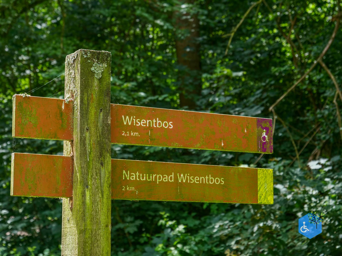 Dronten_Mindervalidenpad_Wisentbos_03-07-2026-03