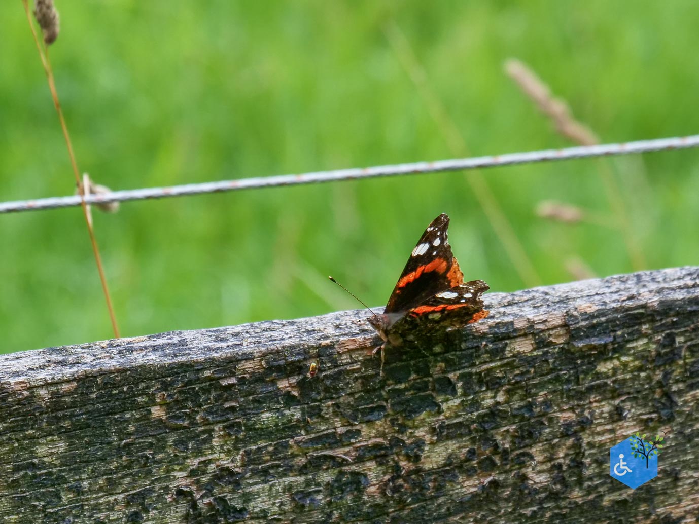 Dronten_Mindervalidenpad_Wisentbos_03-07-2026-34