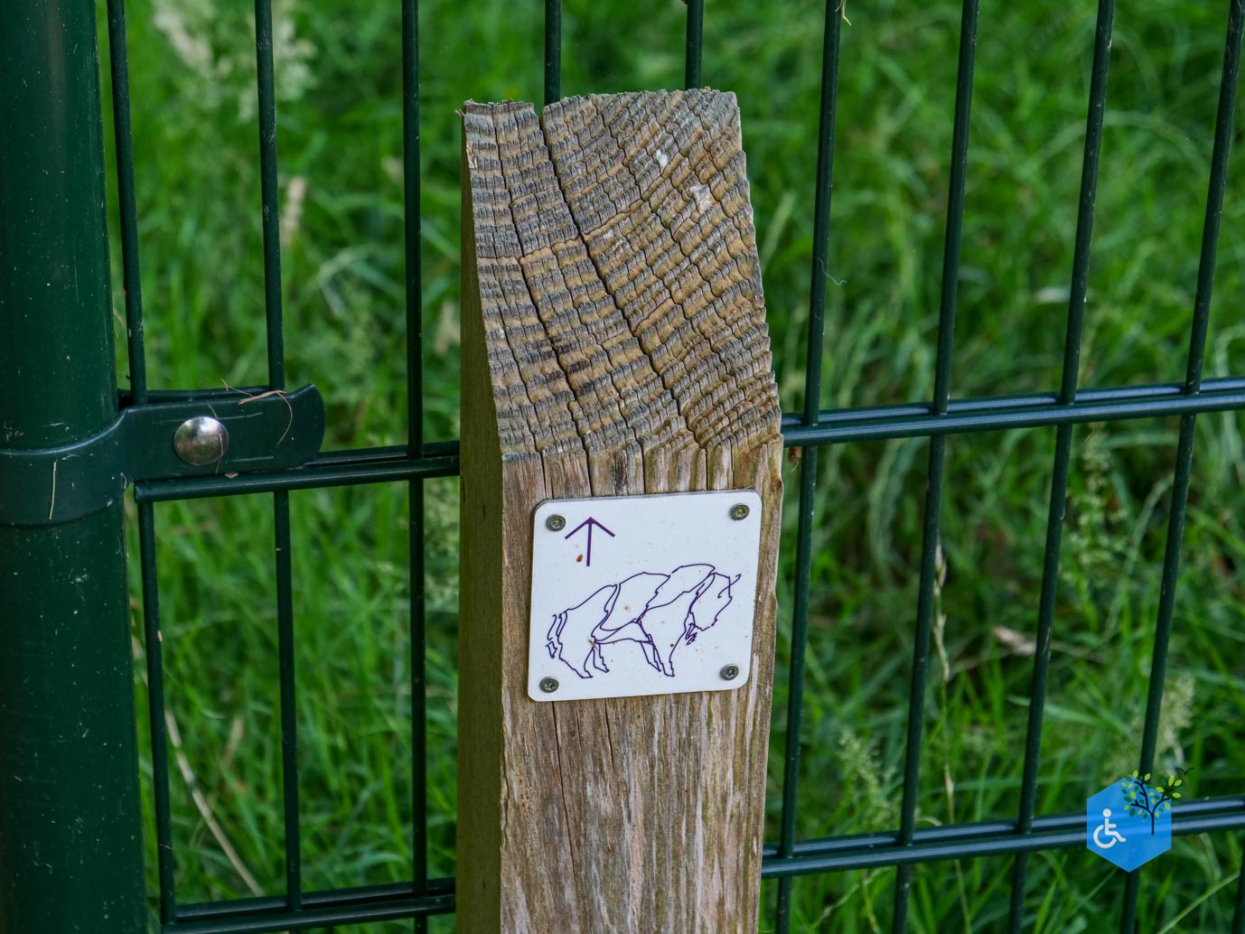 Dronten_Mindervalidenpad_Wisentbos_03-07-2026-35